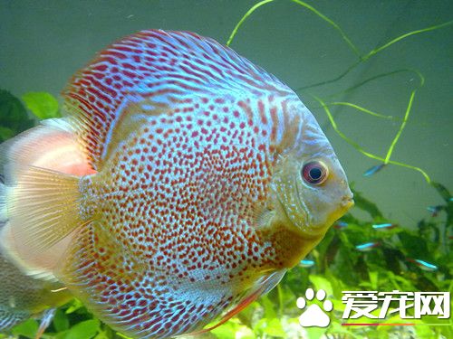 七彩神仙鱼眼球突出症 因六鞭毛虫的寄生引起