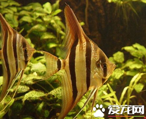 埃及神仙鱼多少钱 它的的价格在50-190