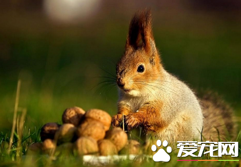 松鼠可以当宠物吗 详解3类可当宠物养的松鼠