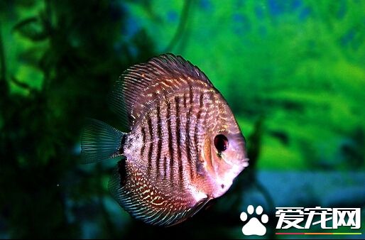 七彩神仙鱼寿命 人工培育七彩神仙3-4年