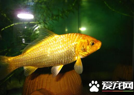 黄金锦鲤能吃吗 其祖先是我们的食用鲤