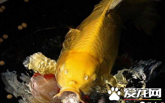 黄金锦鲤风水 黄金锦鲤摆放的小技巧