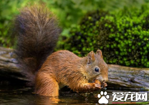 松鼠的特征 松鼠是典型的树栖小动物