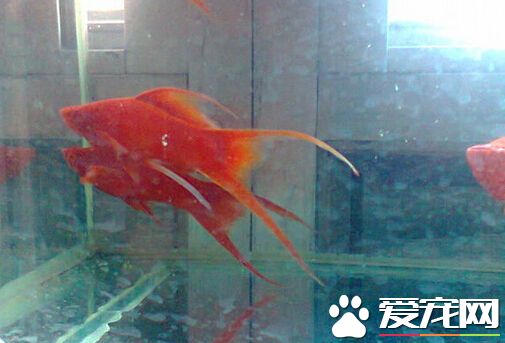 红剑鱼白点病 白点病的治疗方法详解