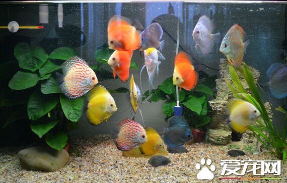 七彩神仙鱼贵吗 价格不高但是难饲养