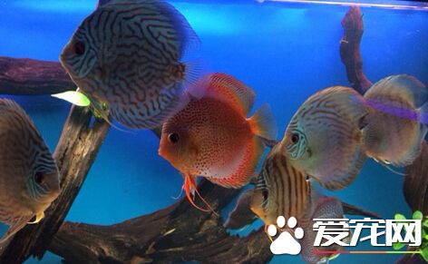 七彩神仙鱼喂什么最好 它属杂食观赏鱼