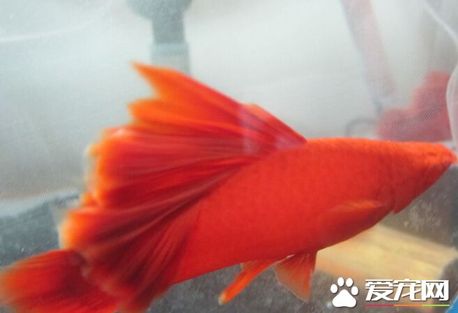 红箭鱼雌雄 两者最大的差异就是体型