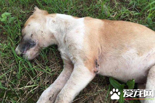 公园10几只流浪狗遭灭族 家犬散步也误食毒药身亡