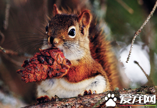 被松鼠抓了怎么办 清洗消毒在打狂犬疫苗