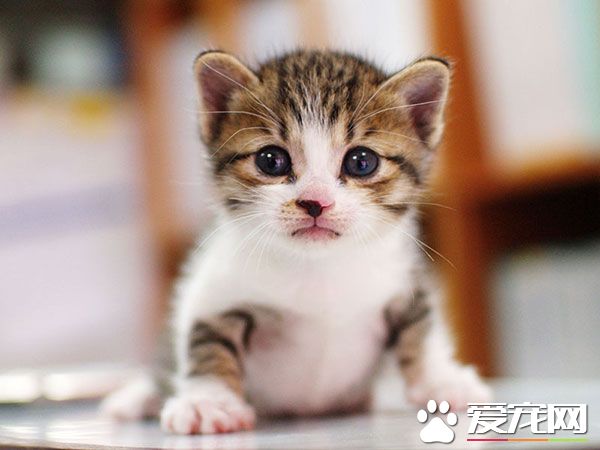 猫咪打狂犬疫苗引发肿瘤 防检局称机率极低