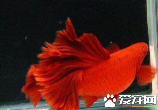 红剑鱼烂嘴 对于红箭鱼烂嘴的预防治疗