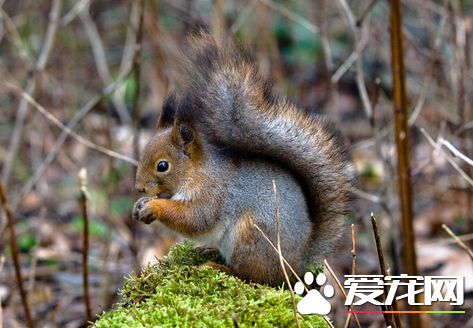 松鼠怎么区分公母 性别辨认是要从腹部来看的