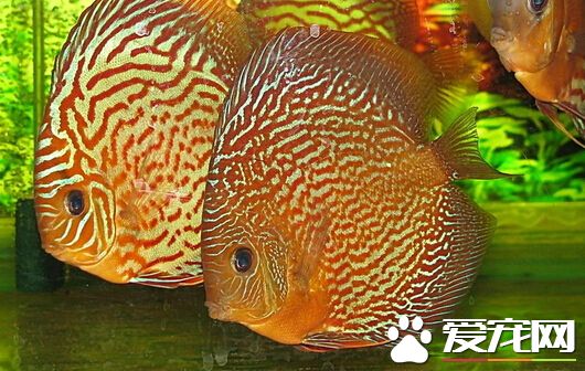 七彩神仙鱼鱼病 带来了解其常见的病症