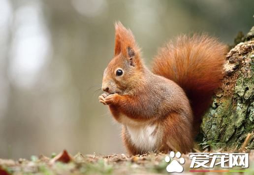 松鼠用尾巴做什么 松鼠的尾巴具有5大作用