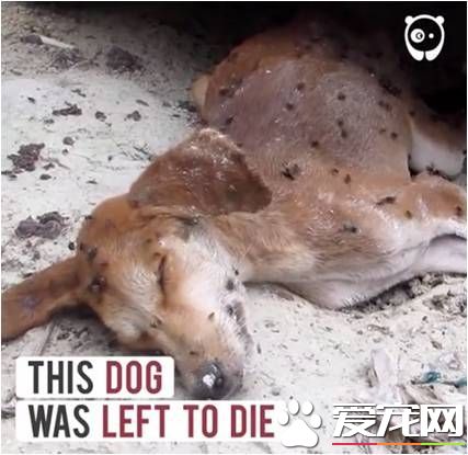 连苍蝇都觉它死了 社工用爱救回它