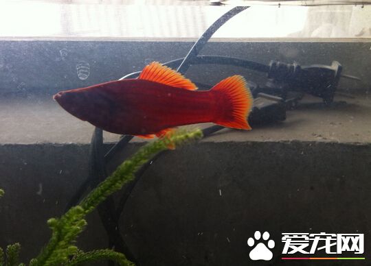 红剑鱼品种 它是十分受欢迎的观赏鱼