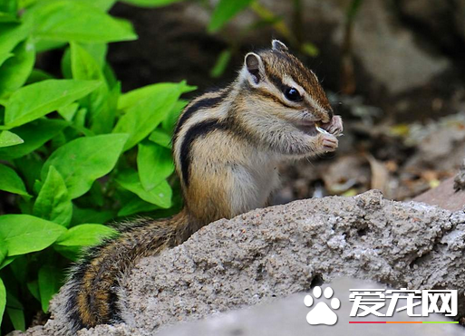 家养松鼠多少钱一只 金花鼠体型小也便宜