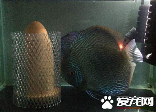 七彩神仙鱼种类 带你了解它的种类详情