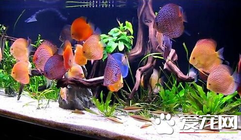 七彩神仙鱼治疗 不同病症不同治疗方法