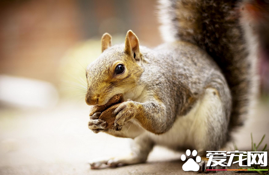 松鼠的价格 松鼠不同的品种价格大不相同