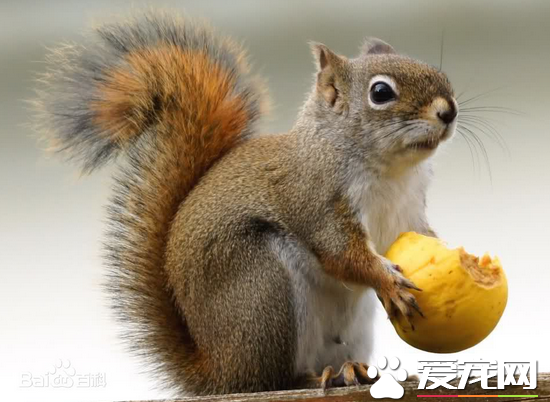 松鼠的叫声是什么 不同的叫声表达不同的意思