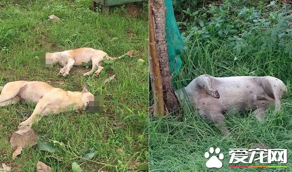 公园10几只流浪狗遭灭族 家犬散步也误食毒药身亡