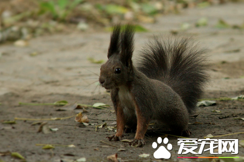 魔王松鼠一只多少钱 一般180-500元不等的