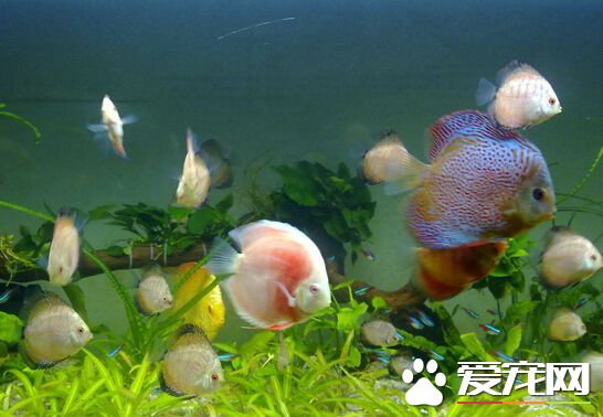 七彩神仙鱼打架 七彩神仙鱼打架的原因