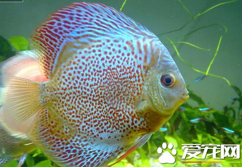 七彩神仙鱼的水温 带你了解它的饲养环境