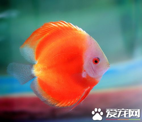 七彩神仙鱼的黑死病 每日1次服用制霉菌素