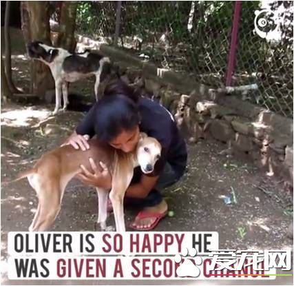 连苍蝇都觉它死了 社工用爱救回它