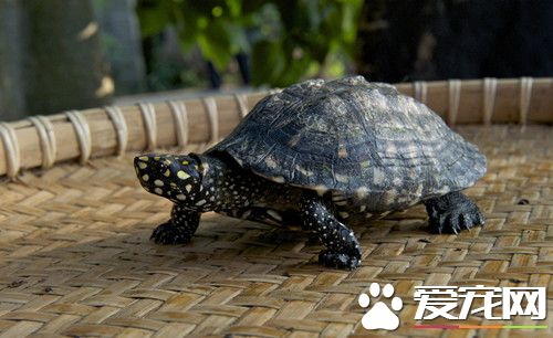 乌龟眼睛烂了怎么办 首先需要保持水质