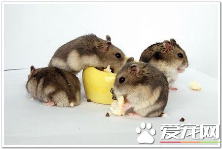 与仓鼠一起是温柔的感觉