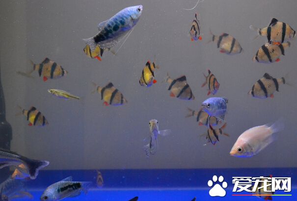 虎皮鱼大肚子 有可能是虎皮鱼怀孕了
