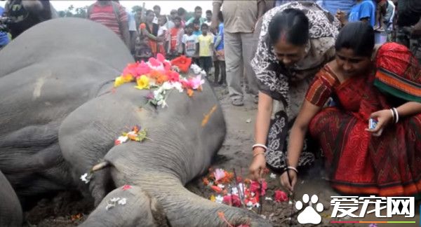 小象雨中遭电线缠绕 象妈前来救援双双电死