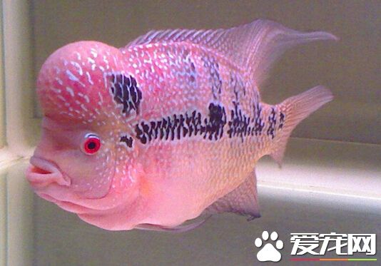 花罗汉价格 带大家了解花罗汉的价格