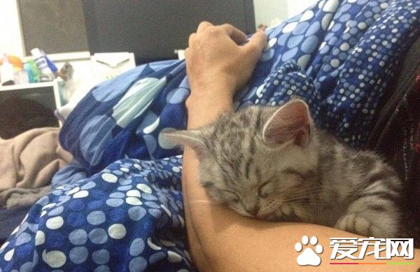 手臂刺下永远的脚印 基隆暖男纪念离世猫咪