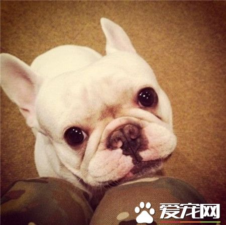 汪星人：主银，你看我可不可爱？