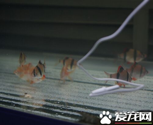 虎皮鱼有多大 一般最长不会超过12cm