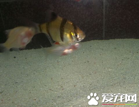 虎皮鱼雌雄 雌鱼体型更加宽大腹部膨大