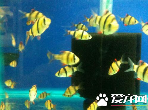 虎皮鱼生病 带你了解虎皮鱼的常见疾病