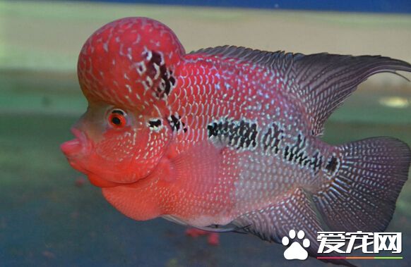 花罗汉常见病 四种花罗汉的常见病症