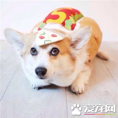 狗中小短腿——柯基犬