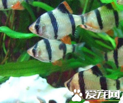 虎皮鱼能长到多大 混养情况下会长到10cm