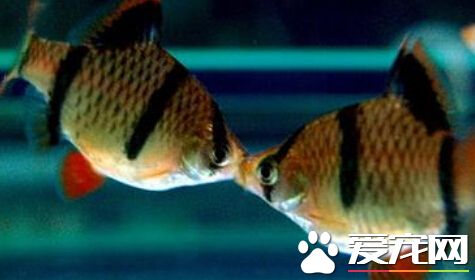 虎皮鱼白点病 只需提高水温就可以了