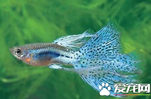 怎么防止热带鱼短命 冬季水温最好在18~19℃