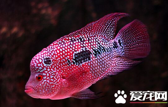 花罗汉混养 花罗汉十分不合适去混养