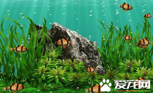 虎皮鱼倒立 可能虎皮鱼得了失衡症所致