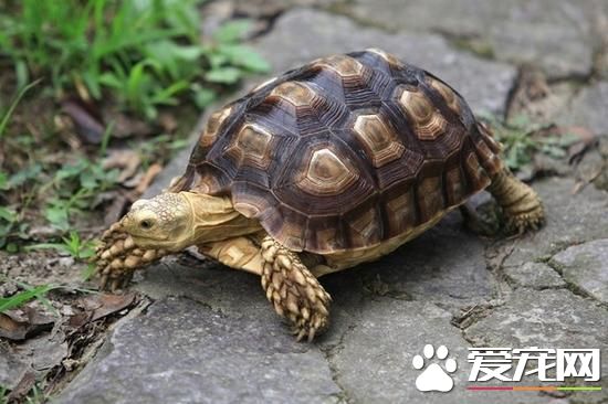 乌龟拉稀怎么回事 变质的腐肉坚决不要喂