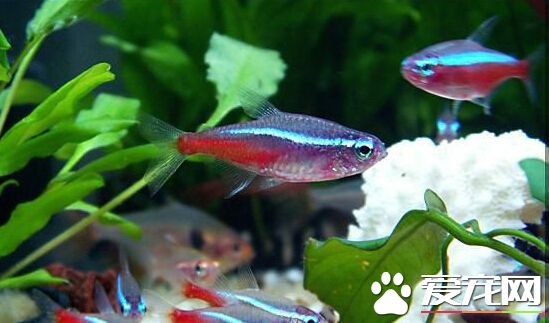 红绿灯鱼多少钱 各地区的价格都不相同